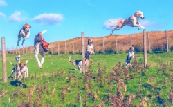 Hound jumping